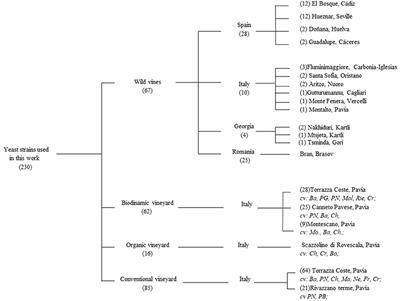 Wild Grape-Associated Yeasts as Promising Biocontrol Agents against Vitis vinifera Fungal Pathogens